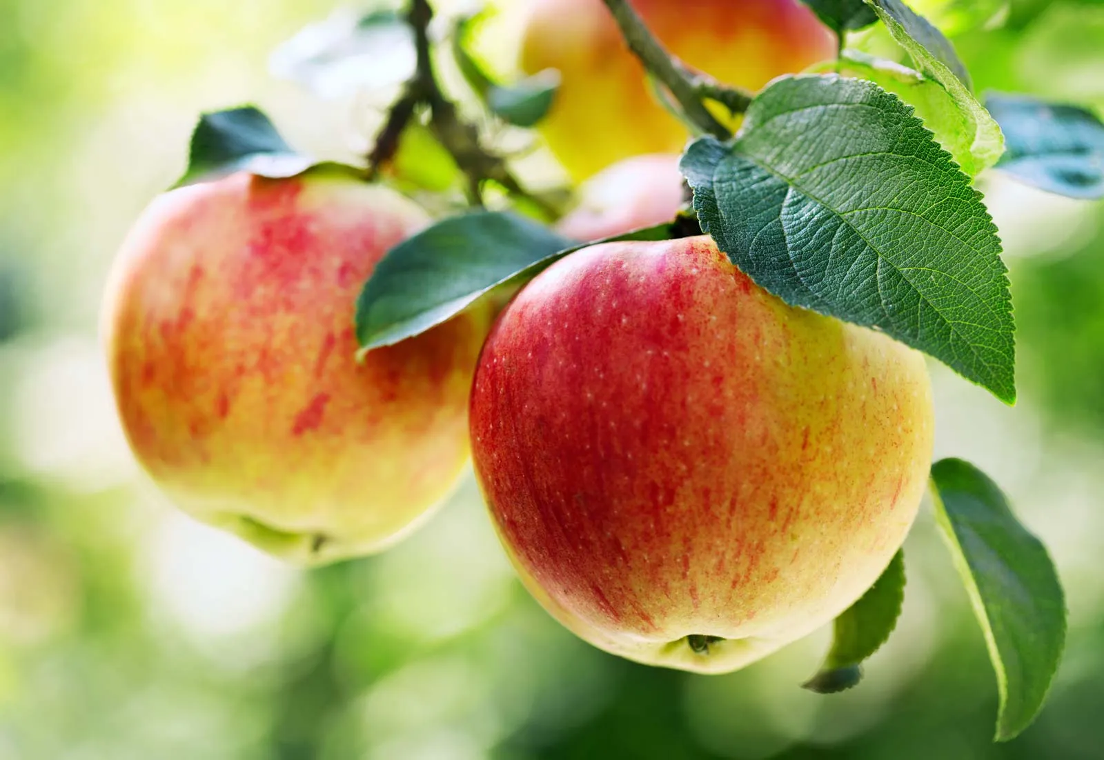 Apples in a bowl